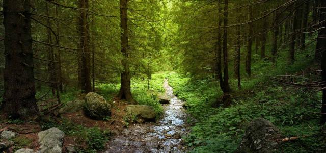 Nature