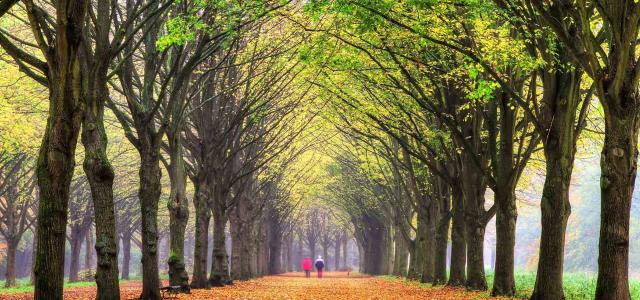 Senior Couple Walking Down a Row of Rrees